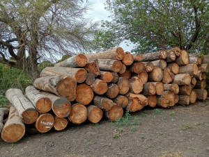 Alertan sobre hechos reiterados de tala y extracción ilegal de madera en bosques nativos de las Yungas jujeñas