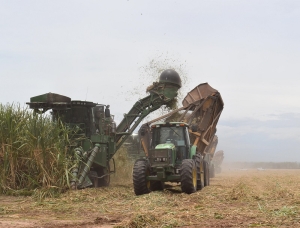 Récord de etanol y molienda sostenida respecto al 2024: así finalizó la zafra Ledesma