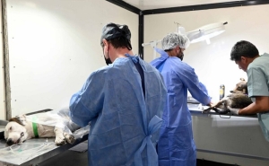 14 mil mascotas fueron esterilizadas en lo que va del 2025 en San Salvador