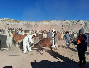 Valor agregado en cam&eacute;lidos para la sostenibilidad de la Puna: otra alianza minera y comunitaria