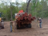 Control forestal: intervienen en extracción no autorizada