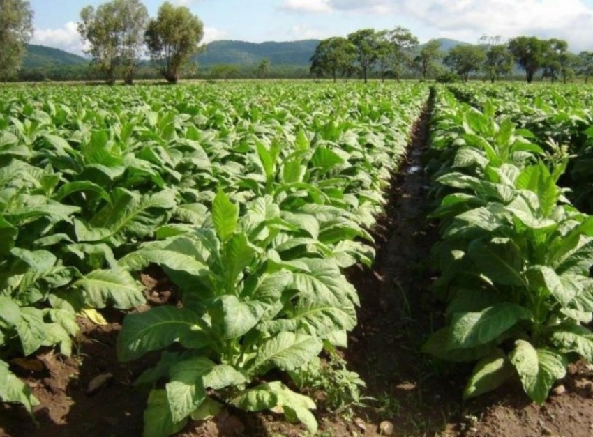 Agenda tabacalera marc&oacute; alcances de planes operativos de 2018 y 2019