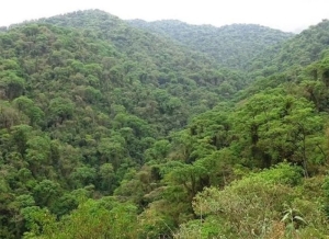 Bosques Nativos: actores estratégicos analizaron el plan de ordenamiento