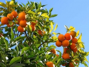 Desde Yuto al país: propuestas para la producción citrícola ante el cambio climático
