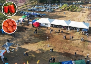 Esperando unos 400 productores, se inicia Jornada Hortícola en Yuto