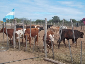 Marcados desaf&iacute;os en la producci&oacute;n agropecuaria