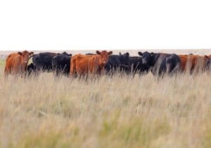 Se aprobaron créditos valor producto para ganadería por $3.500 millones para incrementar el stock bovino nacional