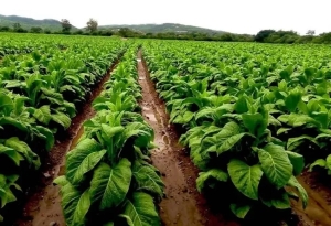 El Gobierno provincial anticipa un nuevo beneficio para productores tabacaleros