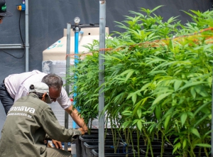 Estudiar&aacute;n la incidencia del cannabis medicinal en el tratamiento del dolor asociado al c&aacute;ncer