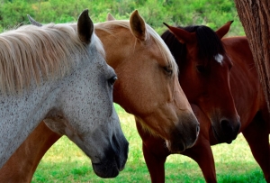 Remate de animales en la Caballer&iacute;a