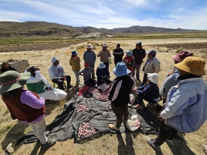 Fomento a cultivos andinos con apoyo minero: nuevo desaf&iacute;o para comunidades de Rinconada