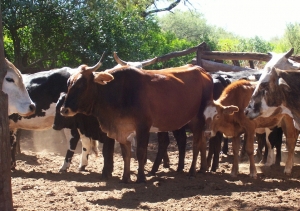 Productores invitados a Jornada de ganado bovino