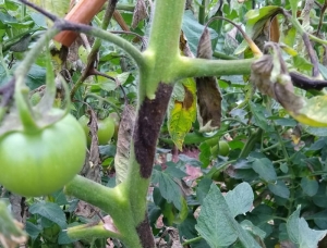 Alerta: tomates de Jujuy y Salta en riesgo