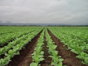 El Gobierno transfiri&oacute; m&aacute;s de $2.394 millones del Fondo Especial de Tabaco