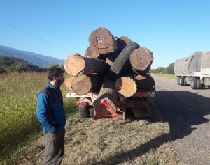 Control de guías forestales que asegura la trazabilidad de la madera