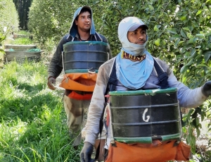 Intermediación, el nuevo servicio del Renatre para el sector rural