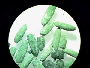 Bioinsumos como alternativa para huertas comunitarias