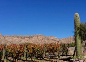Fuerte inversión del sector privado afianza la ruta del vino en Jujuy