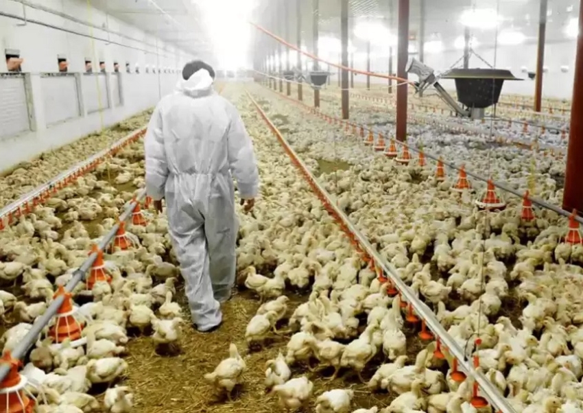 Por un caso de gripe aviar altamente patógeno, Argentina suspende las exportaciones de pollo y huevo