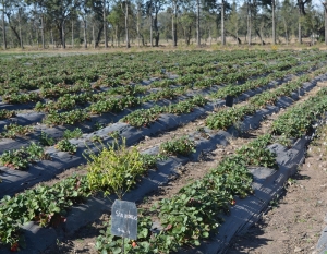 Plan de fortalecimiento en la producci&oacute;n frutillera